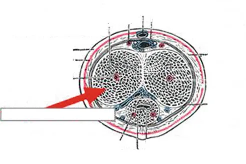 Fig 3. Sección transversal del cuerpo del pene